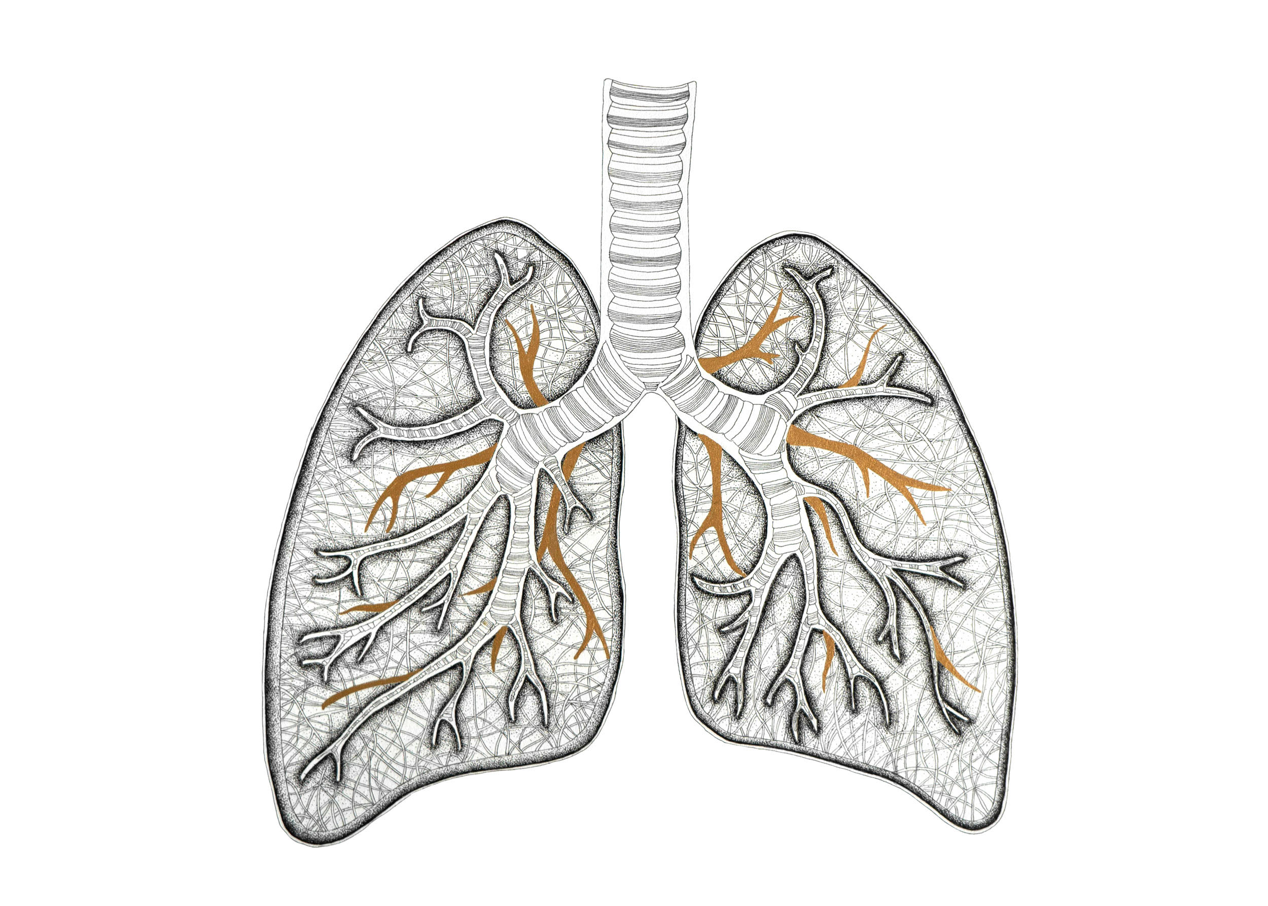 Lungs